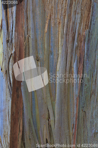 Image of Closeup of the bark of an old tree