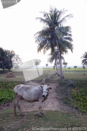 Image of Cow grazing in the rice fields