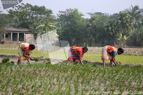 Image of Rural women working in rice plantation in Kumrokhali, West Bengal, India