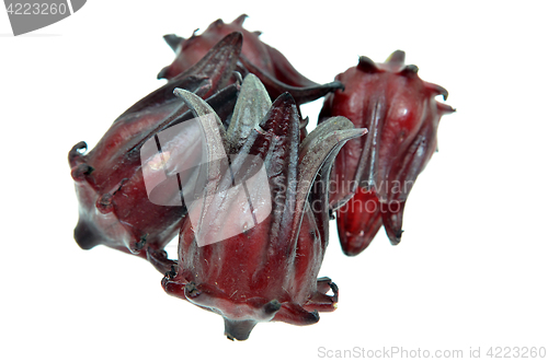 Image of Hibiscus sabdariffa or roselle fruits