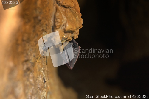 Image of Bat sleeping in the cave