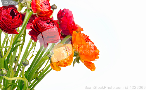 Image of Ranunkulyus bouquet of red flowers on a white background