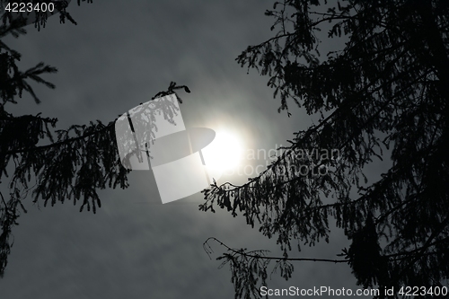 Image of Night sky in the forest