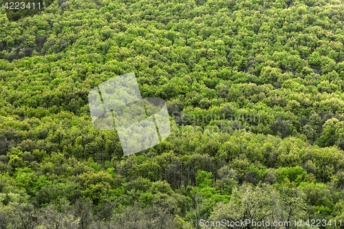 Image of High resolution forest texture