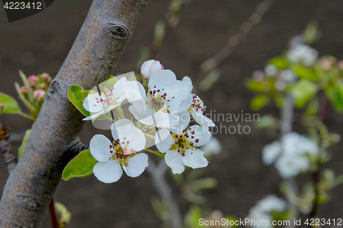 Image of Blossoming branch of a pear tree