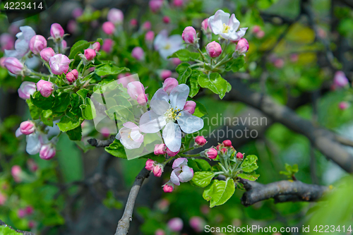 Image of Blossoming apple tree branch