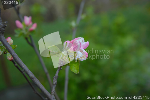 Image of Blossoming apple tree branch