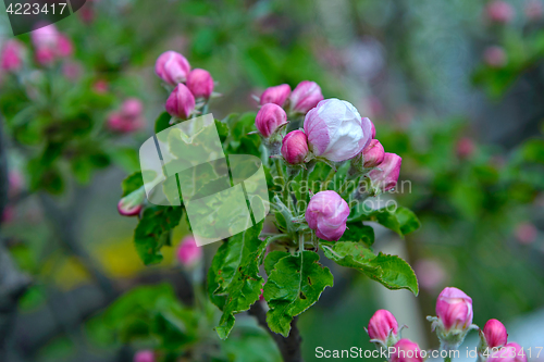 Image of Blossoming apple tree branch