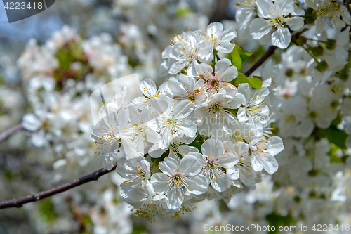 Image of Blooming cherry branch