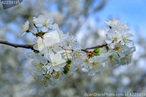 Image of Blooming cherry branch