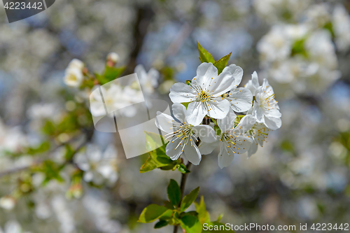 Image of Blooming cherry branch