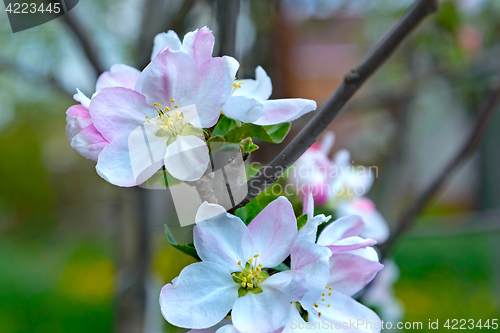 Image of Blossoming apple tree branch