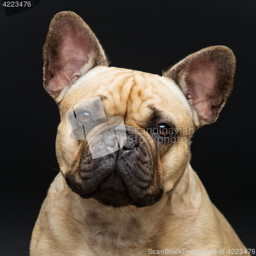 Image of Beautiful french bulldog dog