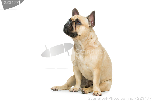 Image of Beautiful french bulldog dog