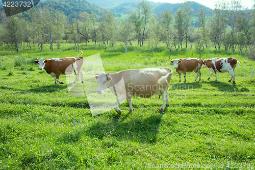 Image of fat herd of cows in a mountainous area is on green grass