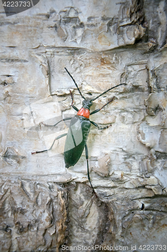 Image of Brightly colored Longhorn beetle (Leptura) on bark of birch