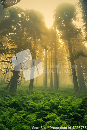Image of Mysterious forest in Slovakia