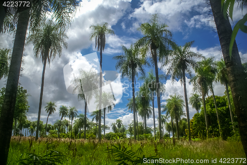 Image of Palm trees in Paraguay