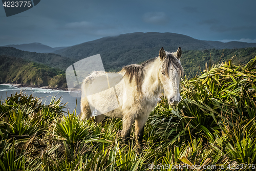 Image of White wild horse