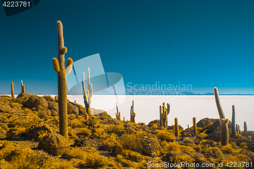 Image of Large cactuses in Bolivia