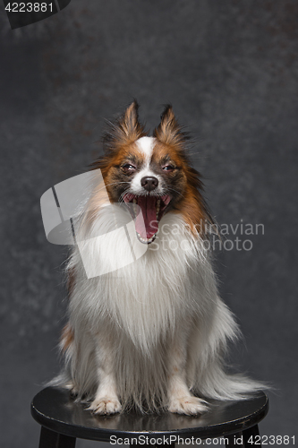 Image of Studio portrait of a small yawning puppy Papillon