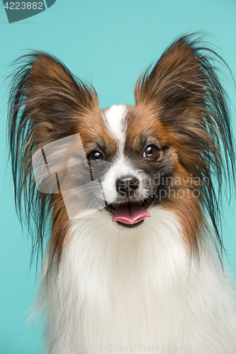 Image of Studio portrait of a small yawning puppy Papillon