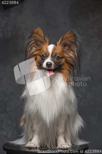 Image of Studio portrait of a small yawning puppy Papillon