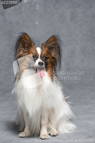 Image of Studio portrait of a small yawning puppy Papillon