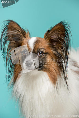 Image of Studio portrait of a small yawning puppy Papillon