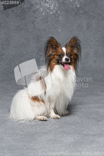 Image of Studio portrait of a small yawning puppy Papillon