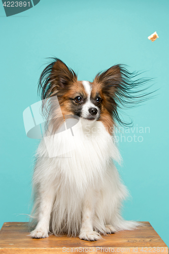 Image of Studio portrait of a small yawning puppy Papillon