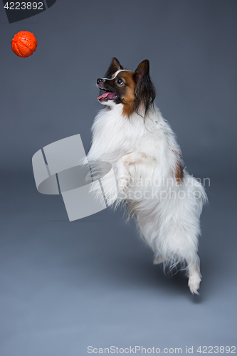 Image of Studio portrait of a small yawning puppy Papillon