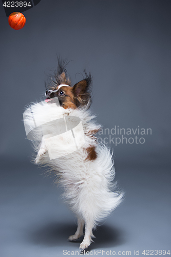 Image of Studio portrait of a small yawning puppy Papillon