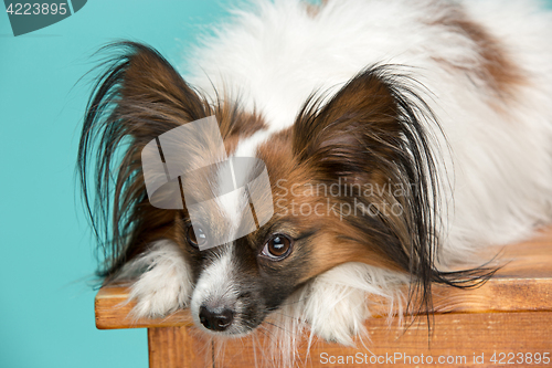 Image of Studio portrait of a small yawning puppy Papillon