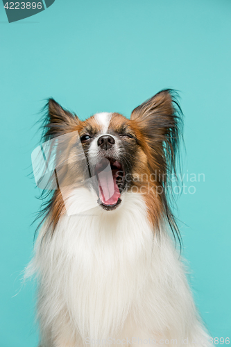 Image of Studio portrait of a small yawning puppy Papillon