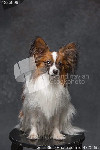 Image of Studio portrait of a small yawning puppy Papillon