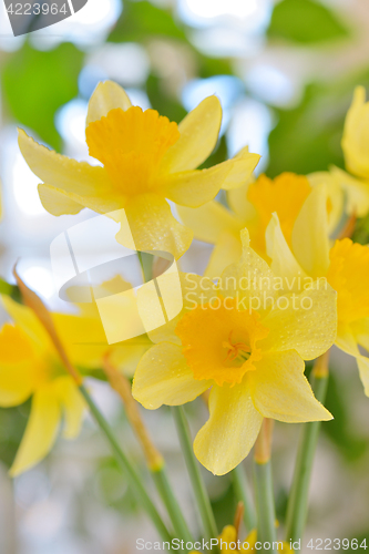 Image of Macro of dafflodil flowers