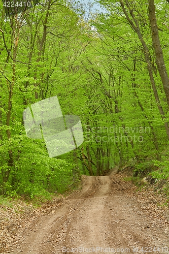 Image of Forest walking route