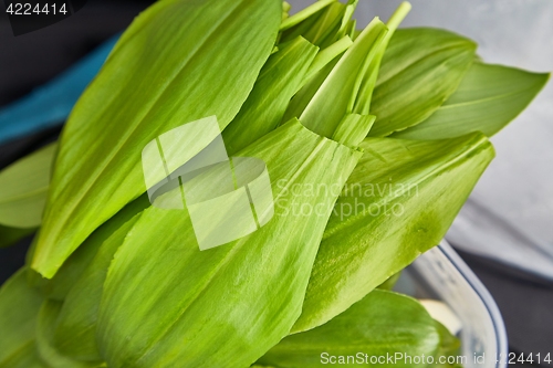 Image of Bear\'s garlic leaves