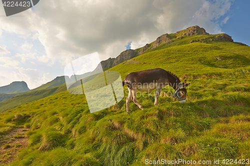 Image of Grazing Donkey in the alp