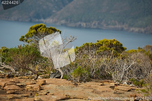 Image of Bush vegetation in Tasmania