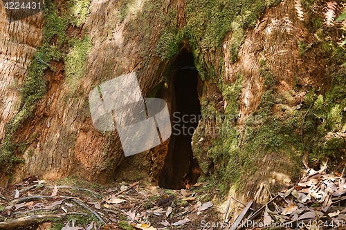 Image of Hole on a tree