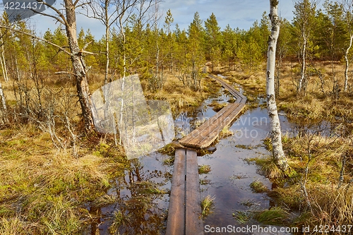 Image of Swamps in Finland