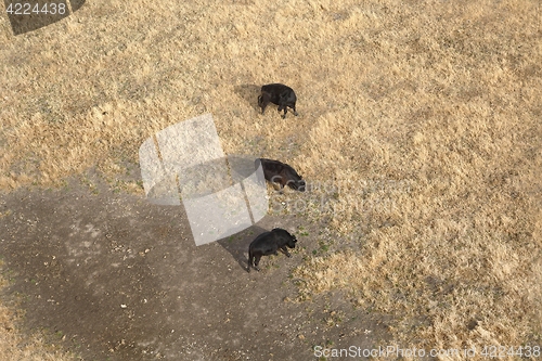 Image of Cattle farm from above