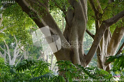 Image of Park avenue with large trees