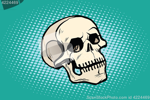 Image of human skull head skeleton
