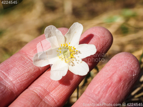 Image of Beautiful white windflower between caucasian human fingers at sp