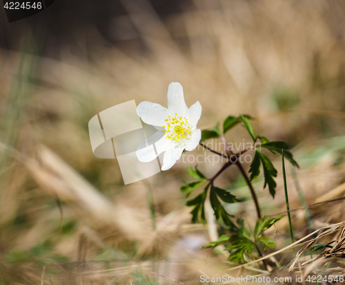 Image of Beuatiful little white windflower anemone, standing on its own a