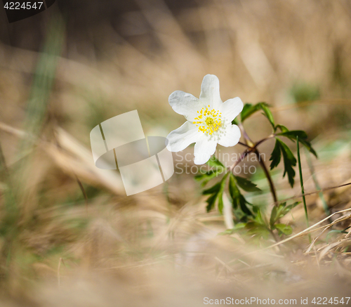 Image of Beuatiful little white windflower anemone, standing on its own a
