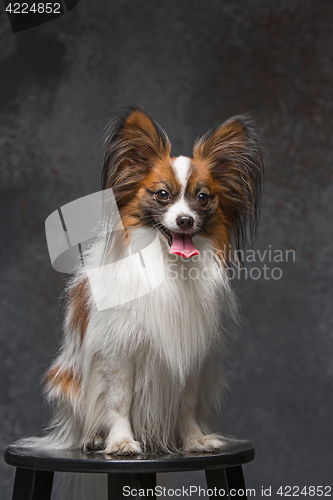 Image of Studio portrait of a small yawning puppy Papillon